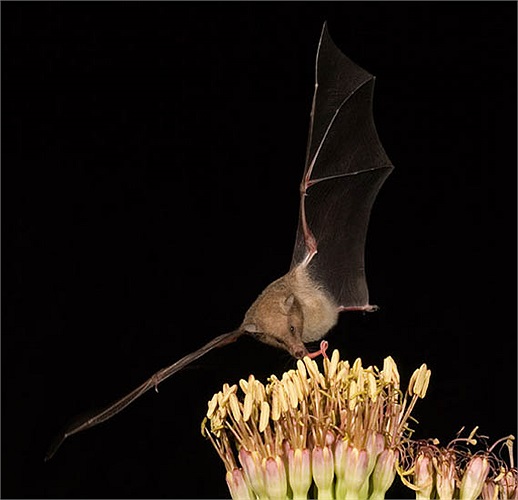 Kích thước chỉ bé bằng một con chuột nhưng chiếc lưỡi dài tới 8,5 cm gấp đôi những loài dơi hút mật thông thường