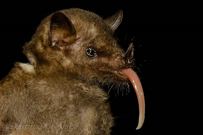 Chúng sẽ rất tự hào với chiếc lưỡi kỷ lục này vì là loài duy nhất đảm bảo sự thụ phấn cho loài hoa rừng đặc trưng Centropogon nigricans ở Ecuador. 