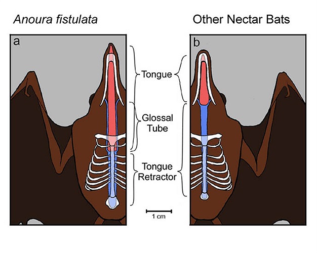 Chiếc lưỡi xuất phát từ ngực, gần ức của con dơi khác hẳn với loài rơi thông thường. 