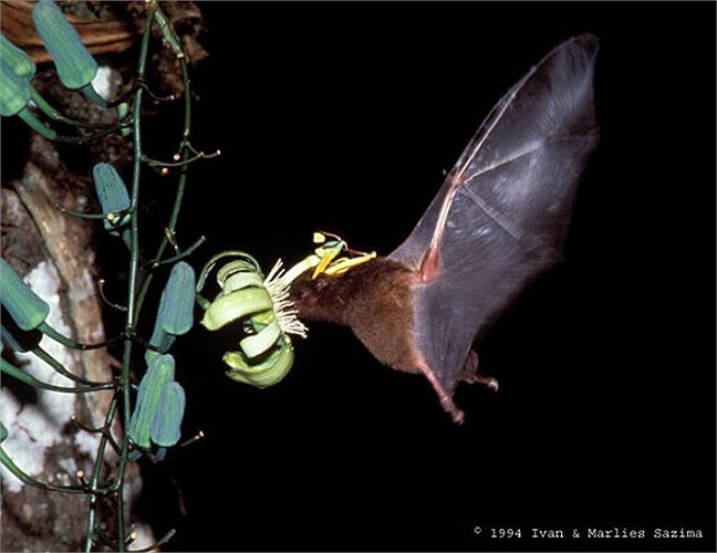 Đặc điểm tiến hóa kỳ lạ chưa từng thấy ở loài dơi mới chỉ gặp ở chim ruồi hút mật hoa lan đã gây sự thích thú cho các nhà sinh vật học. 