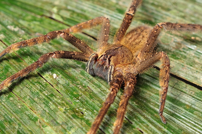  Nhện lang thang Brazil thuộc chi Phoneutria, có nghĩa là “kẻ giết người” trong tiếng Hy Lạp.