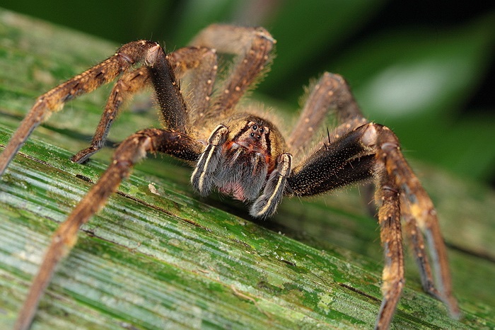 Loài nhện này có kích thước khá lớn với thân dài tới 5cm và nhiều màu sắc khác nhau.