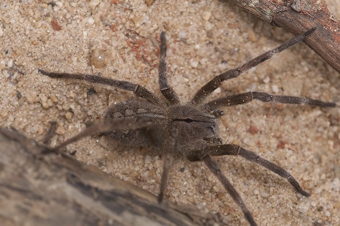 Không sử dụng mạng nhện để săn mồi, nhện lang thang tìm kiếm và tấn công con mồi trực tiếp.