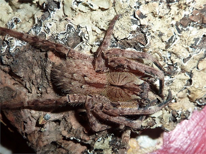 Loài này thường săn mồi vào ban đêm với thức ăn là côn trùng, bò sát, chuột và đôi khi là các loài nhện khác.