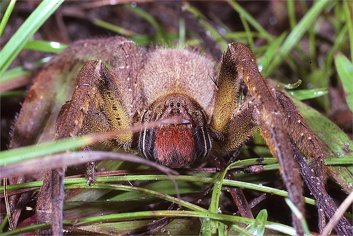 Nhện lang thang không chủ động tấn công người, trừ trường hợp tự vệ