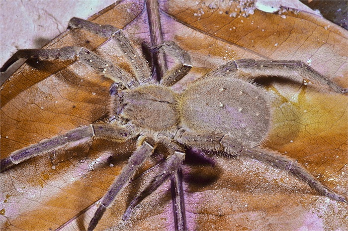 Nọc độc của nhện lang thang gây ảnh hưởng mạnh đến thần kinh của đối tượng bị tấn công, kèm theo là các triệu chứng tê liệt, co giật, đau đơn ...