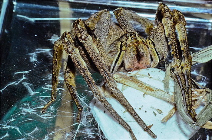 Có độc tính mạnh, một vết cắn của nhện lang thang sẽ khiến một người trưởng thành tử vong trong ít phút.