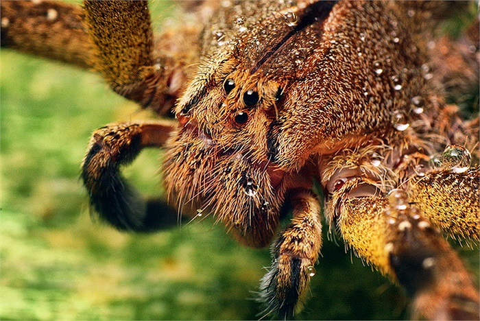  Nọc của nhện lang thang có thể gây cương cứng trong một thời gian dài, vì vậy loại nọc này thường được sử dụng để chữa chứng rối loạn cương dương ở đàn ông.