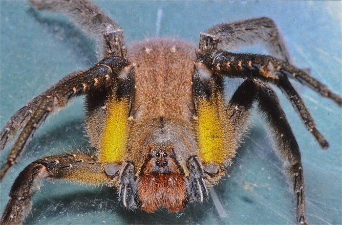 Giống như các loài nhện khác, nhện lang thang cái sẽ ăn thịt con đực sau khi giao phối.