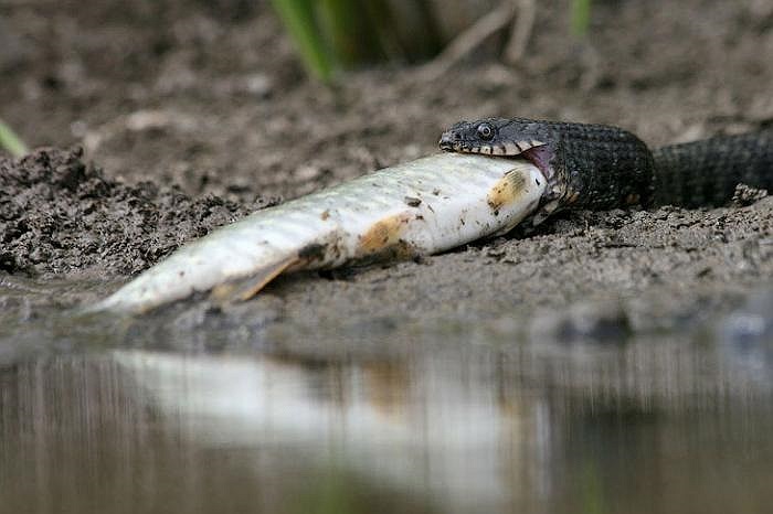 Después de capturar el pez, la serpiente de agua lo llevó a la orilla para comérselo.