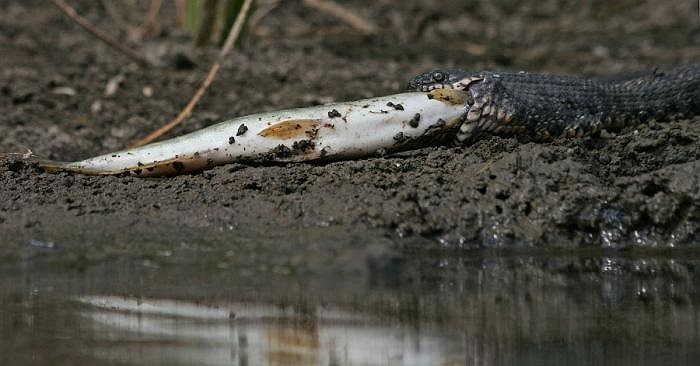 El pez yacía muerto en la orilla esperando que la serpiente se lo comiera.