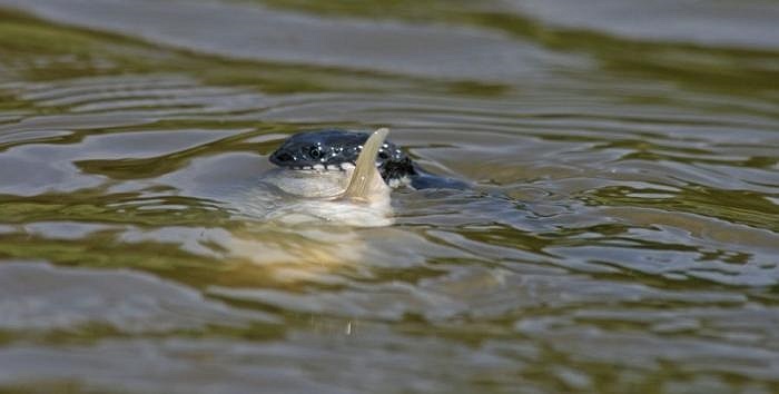 Las serpientes de agua cazan peces cuando tienen hambre