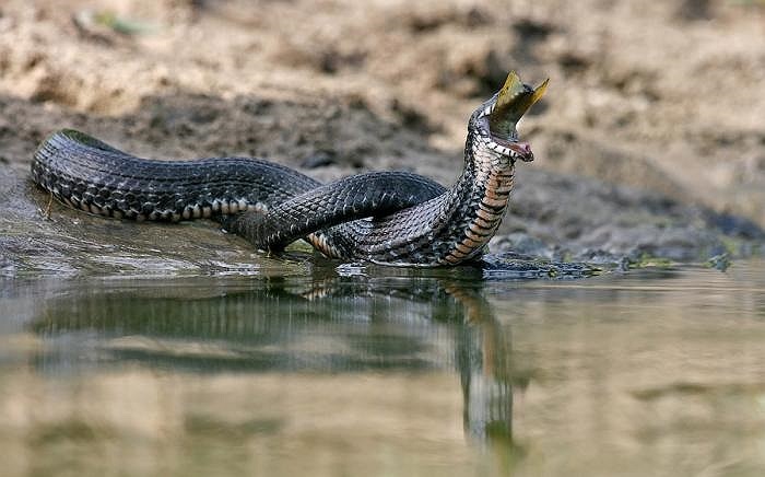 En ese momento, el pez grande estaba cómodamente en la boca de la serpiente.