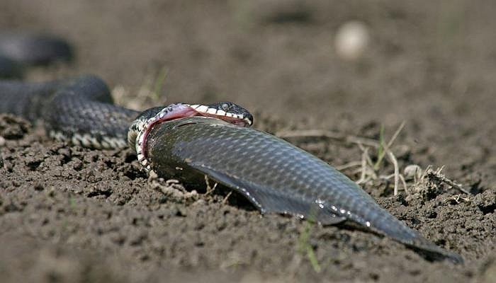 La serpiente intentó tragarse el pez.