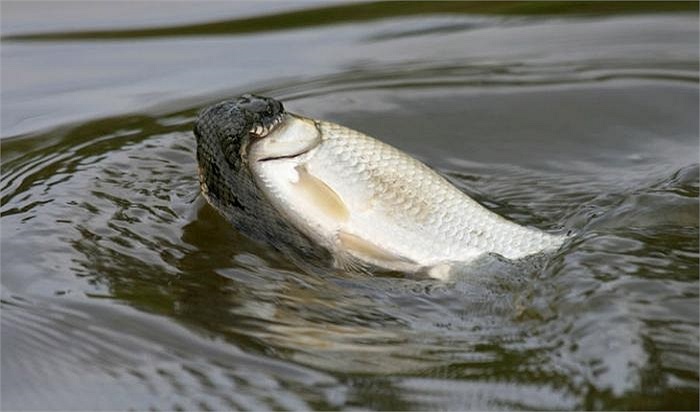 La serpiente de agua intentó llevar el pez a la orilla para poder comérselo fácilmente.