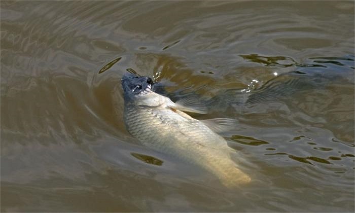 El pez queda indefenso ante los afilados dientes de la serpiente de agua.