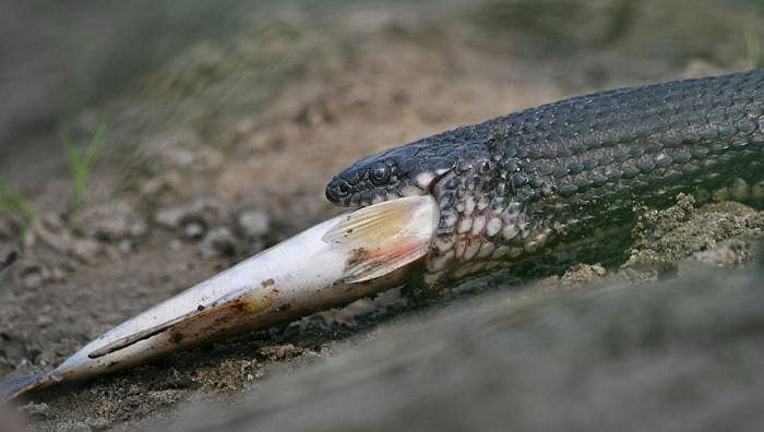 Serpiente de agua intenta tragarse un pez grande