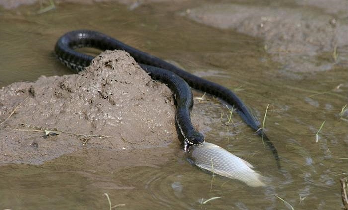 El pescado es el alimento favorito de las serpientes de agua.