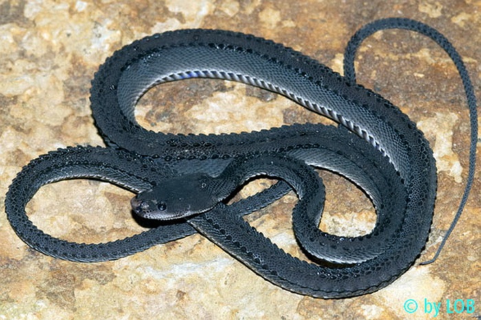 Rắn rồng luôn được trả giá rất cao trên thị trường động vật quý hiếm chợ đen