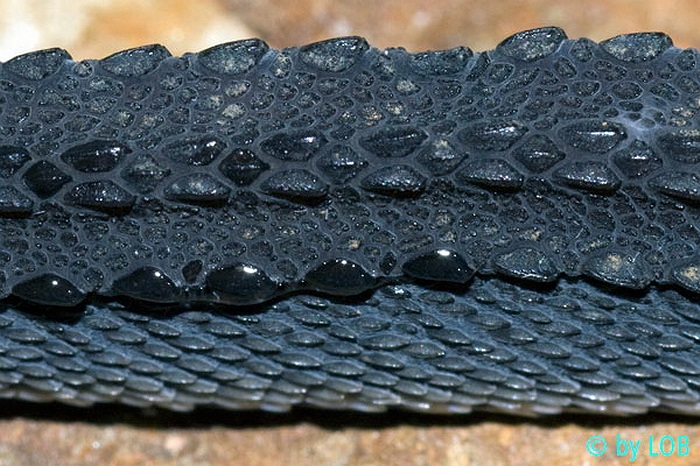 Với lớp da dạng vảy cứng khiến người ta liên tưởng tới những con rồng trong truyền thuyết.