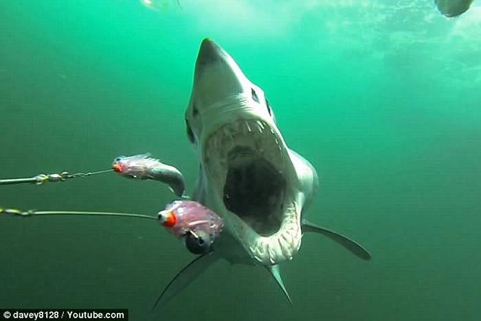 Nhóm ngư dân ở bang Maryland (Mỹ) đã dùng những con cá làm mồi nhử, sau đó, gắn camera vào phía sau đuôi tàu cá và bắt đầu dụ dỗ cá mập mako đến. 