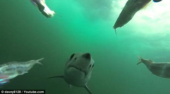 Từ chỗ chỉ thấp thoáng một bóng mờ dưới đáy nước, con cá mập sát thủ bất thình lình xuất hiện, với hàm răng sắc nhọn đầy đe dọa. 