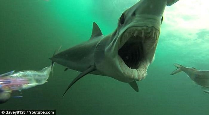 Những con cá làm mồi nhanh chóng bị cá mập mako xử lý - trên thực tế, chúng tỏ ra rất đói. 