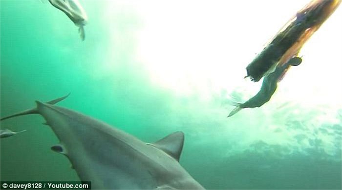 Ngay sau khi vừa cắn được một miếng cá, chúng lập tức bỏ đi, hòa mình vào làn nước biển trong xanh. 