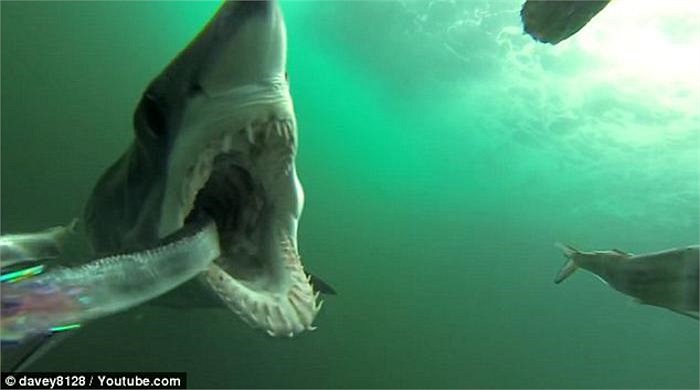 Nhưng ngay lập tức, cá mập mako trở lại, tiếp tục xơi tái con mồi một cách nhanh chóng và bình thản. 