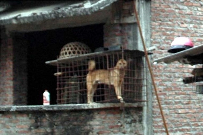 Có nơi chỉ để nuôi chó...