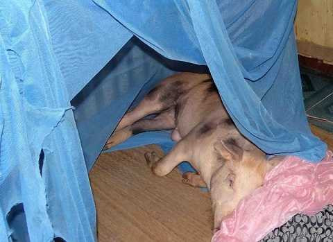 Cho heo ăn cơm, uống trà ở miền Tây để báo hiếu