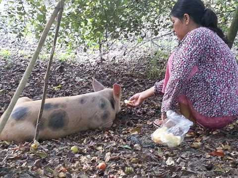 Cho heo ăn cơm, uống trà ở miền Tây để báo hiếu