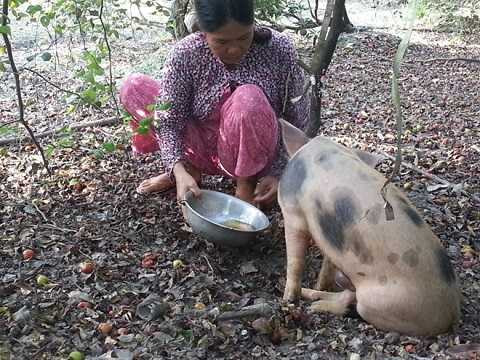 Cho heo ăn cơm, uống trà ở miền Tây để báo hiếu