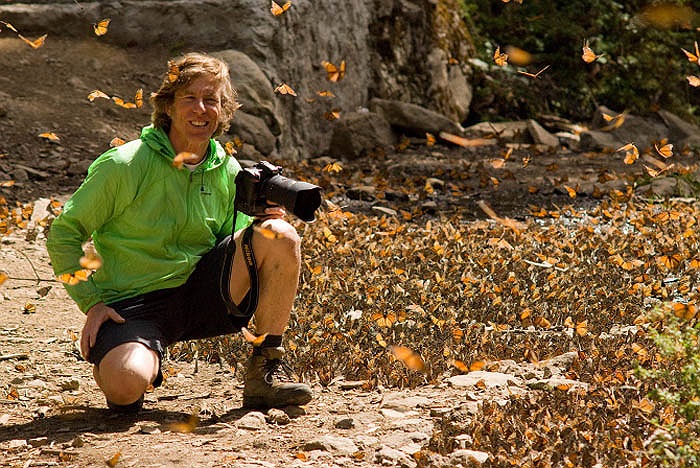 Bướm Monarch còn có tên gọi là bướm vua. Chúng có pháp danh khoa học là Danaus plexippus.