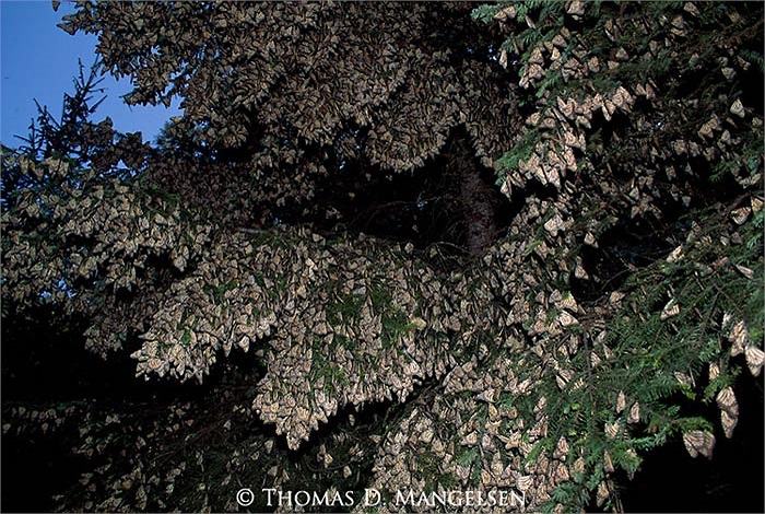 Đây là loài bướm có mặt nhiều nhất vùng Bắc Mỹ.