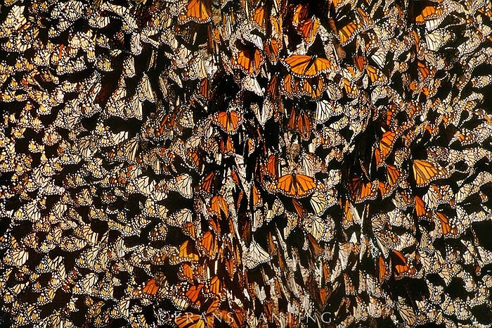 Trong suốt kỳ trú Đông, thế hệ bướm cuối cùng sẽ có một giai đoạn ‘đình sản’. Đến tháng 2 – 3 năm sau chúng mới bắt đầu sinh sản.