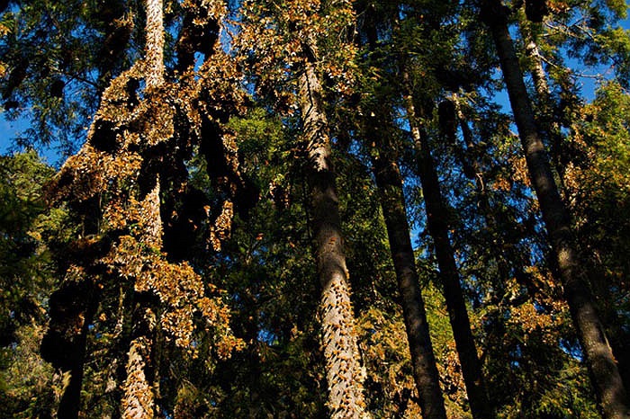 Môi trường sống của bướm vua là những cánh đồng, công viên, các khu vườn và lề đường. 