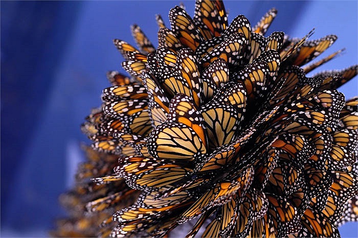 Trong những năm gần đây, do tình trạng khí hậu thay đổi, rồi nông dân dùng thuốc trừ sâu, thuốc diệt cỏ đã vô tình giết phần lớn lượng ấu trùng bướm.