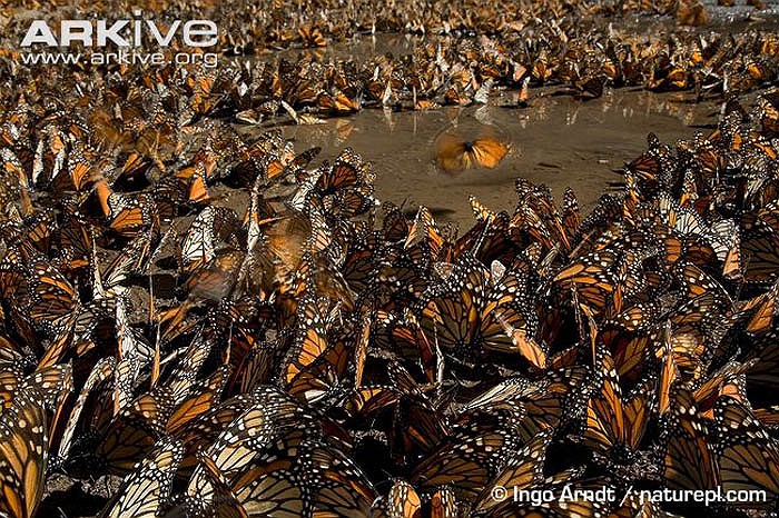 Chính quyền sẽ phạt 1.000 USD với những người cố tình giết hại bướm vua.