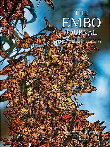 Chúng di chuyển từ Canada về hai phía Nam Mỹ rồi lại trở về Canada vào mùa hè.