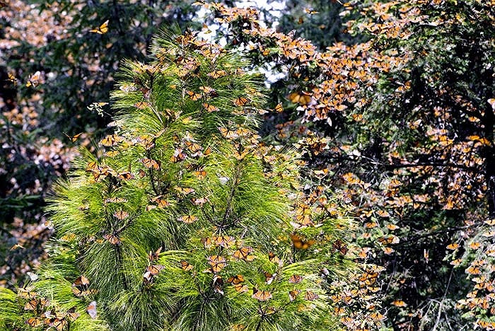 Hàng tỷ con bướm vua với đôi cánh sặc sỡ di chuyển trên không trung như những đám mây kỳ ảo.