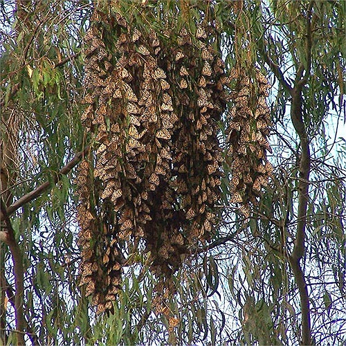 Chúng đậu kín trên những cây thông hoặc bất kỳ đám cây nào khác trên đường chúng di cư, tạo nên cảnh thượng tuyệt đẹp.