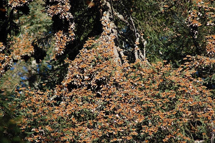 Chúng phải vượt qua một chặng đường dài chừng 3.000 km. Đây quả là một chặng đường ‘vô tận’ so với sức lực và tuổi thọ của một chú bướm.