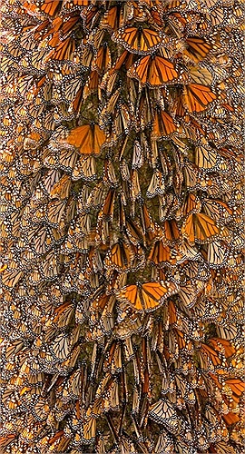 Bướm vua sinh sản trên suốt quãng đường di cư. Thế hệ bướm cuối cùng của mỗi kỳ di cư có tuổi thọ cao nhất, khoảng 7 – 8 tháng hoặc lâu hơn nữa.