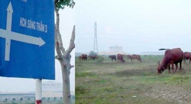 huỳnh uy dũng, chủ tịch tỉnh bình dương, lê thanh cung