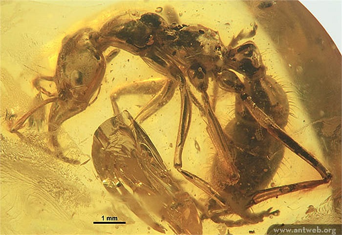 Loài kiến xuất hiện sớm hơn chúng ta rất nhiều: Người ta tìm thấy hóa thạch được cho là của những con kiến xuất hiện đầu tiên trên trái đất. Hóa thạch có niên đại khoảng 110-130 triệu năm trước – vào kỷ phấn trắng.