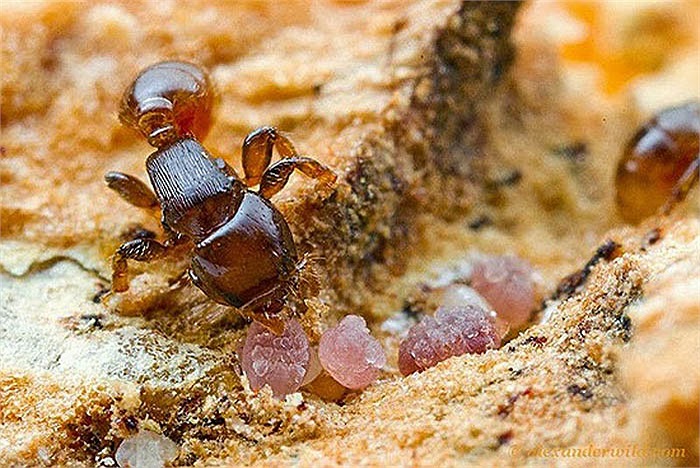 Sử dụng đất để làm tổ: Ngoài con người ra thì có rất ít loài biết sử dụng đất để 'xây nhà' và kiến là một trong những loài đó. Tổ kiến được làm bằng đất rất kiên cố, có bố cục, có đường giao thông