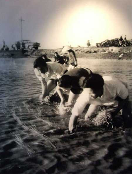 Đồng chí Nguyễn Chí Thanh (ngoài cùng bên phải) cấy lúa cùng bà con xã viên HTX Chiến Thắng (xã Lý Ninh, huyện Đông Hội, Quảng Bình), tháng 1/1962. Ảnh tư liệu.