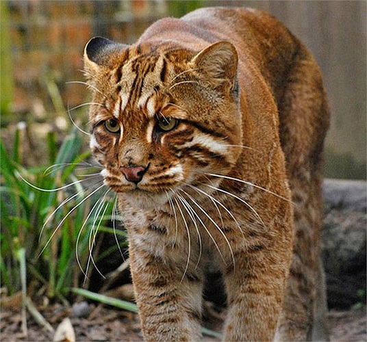 Cho đến nay, loài báo lửa vẫn là một bí ẩn với con người. Người ta ít biết đến tập tính của chúng trong môi trường tự nhiên ngoài việc biết chúng là động vật ăn thịt và hay lẩn tránh con người.