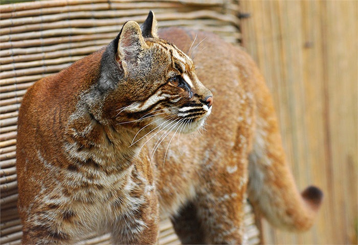 Trong đời sống và truyền thuyết bao đời nay của người dân Thái Lan thì báo lửa được coi là loài vật thần thánh. Chúng mới thực sự là chúa tể của muôn loài. 